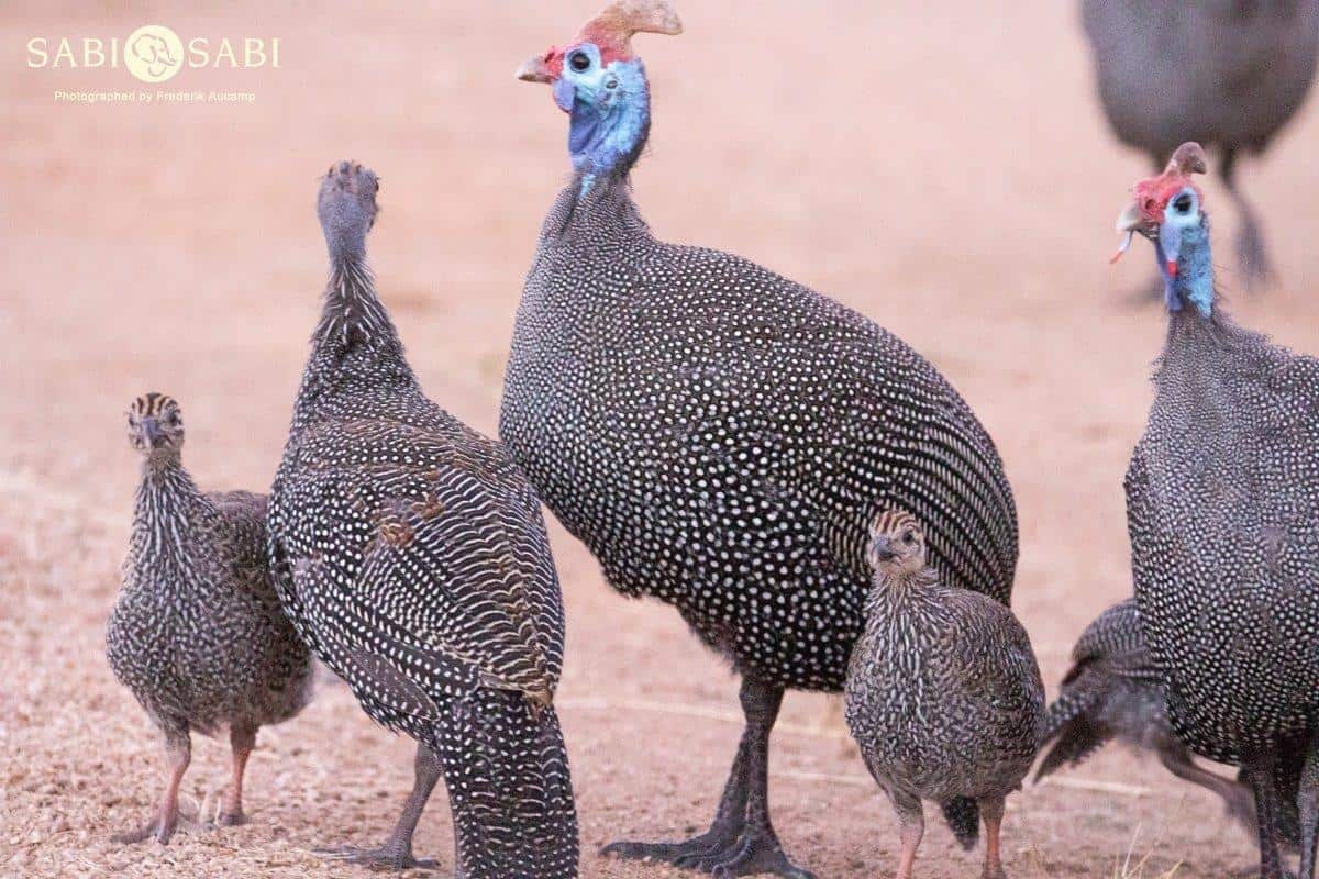01Frederik Aucamp Helmeted Guineafowl 16 05 2019 7 Final 01Frederik Aucamp Helmeted Guineafowl 16 05 2019 7 Final