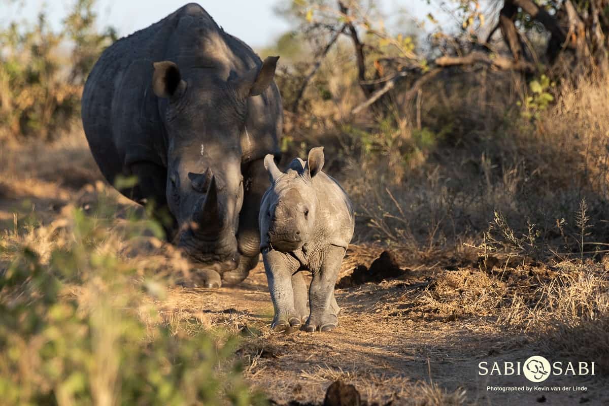 01Kevin Van Der Linde White Rhino And Calf 15062019 Sigma 70 200 F2.8 Final 01Kevin Van Der Linde White Rhino And Calf 15062019 Sigma 70 200 F2.8 Final