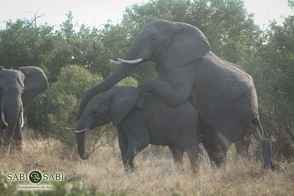 03 20190527 Ally Ross Elephant 02 Final 03 20190527 Ally Ross Elephant 02 Final