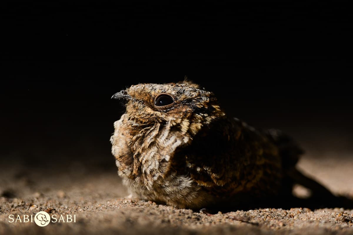 04Nightjar Craig Final 04Nightjar Craig Final