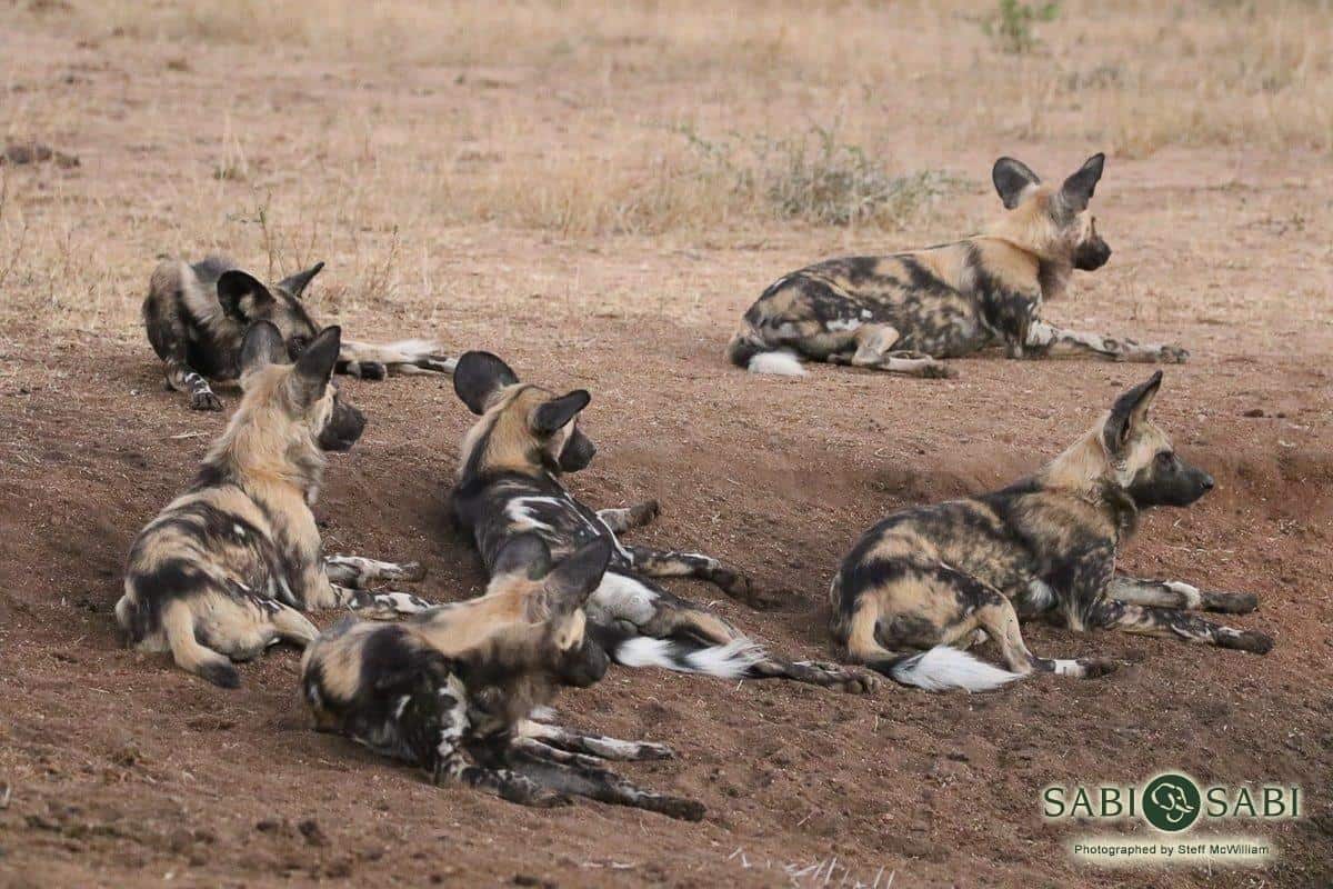 04Steff McWilliam African Wild Dog 12062019 3 Final 04Steff McWilliam African Wild Dog 12062019 3 Final