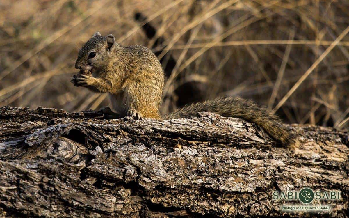 05Kevan Dobbie Tree Squirrel 0808 Final