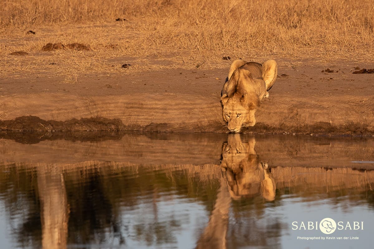 06Kevin Van Der Linde Talamati Lions And Rhino 15062019 Sigma 70 200 F2.8 4 Final