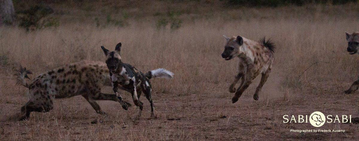 07Frederik Aucamp Spotted Hyena And Wild Dogs 12 06 2019 1 Final 07Frederik Aucamp Spotted Hyena And Wild Dogs 12 06 2019 1 Final