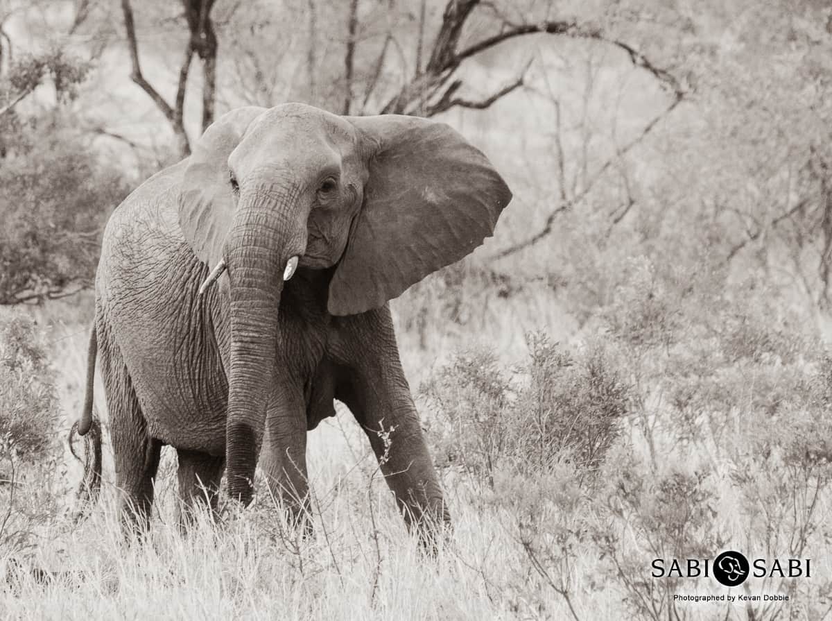 07Kevan Dobbie Elephant 141018 2 Final