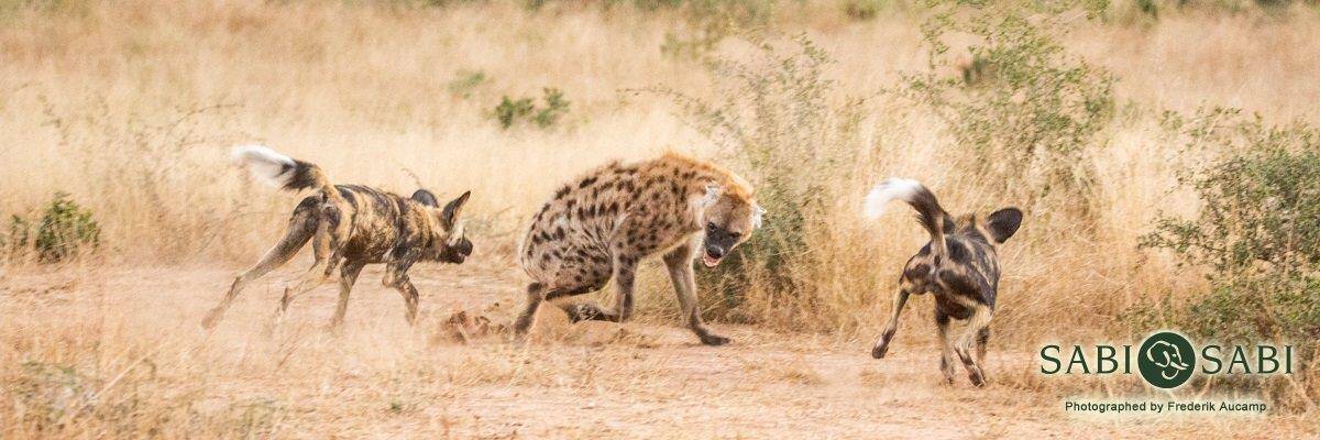 08Frederik Aucamp Spotted Hyena And Wild Dogs 12 06 2019 Final 08Frederik Aucamp Spotted Hyena And Wild Dogs 12 06 2019 Final