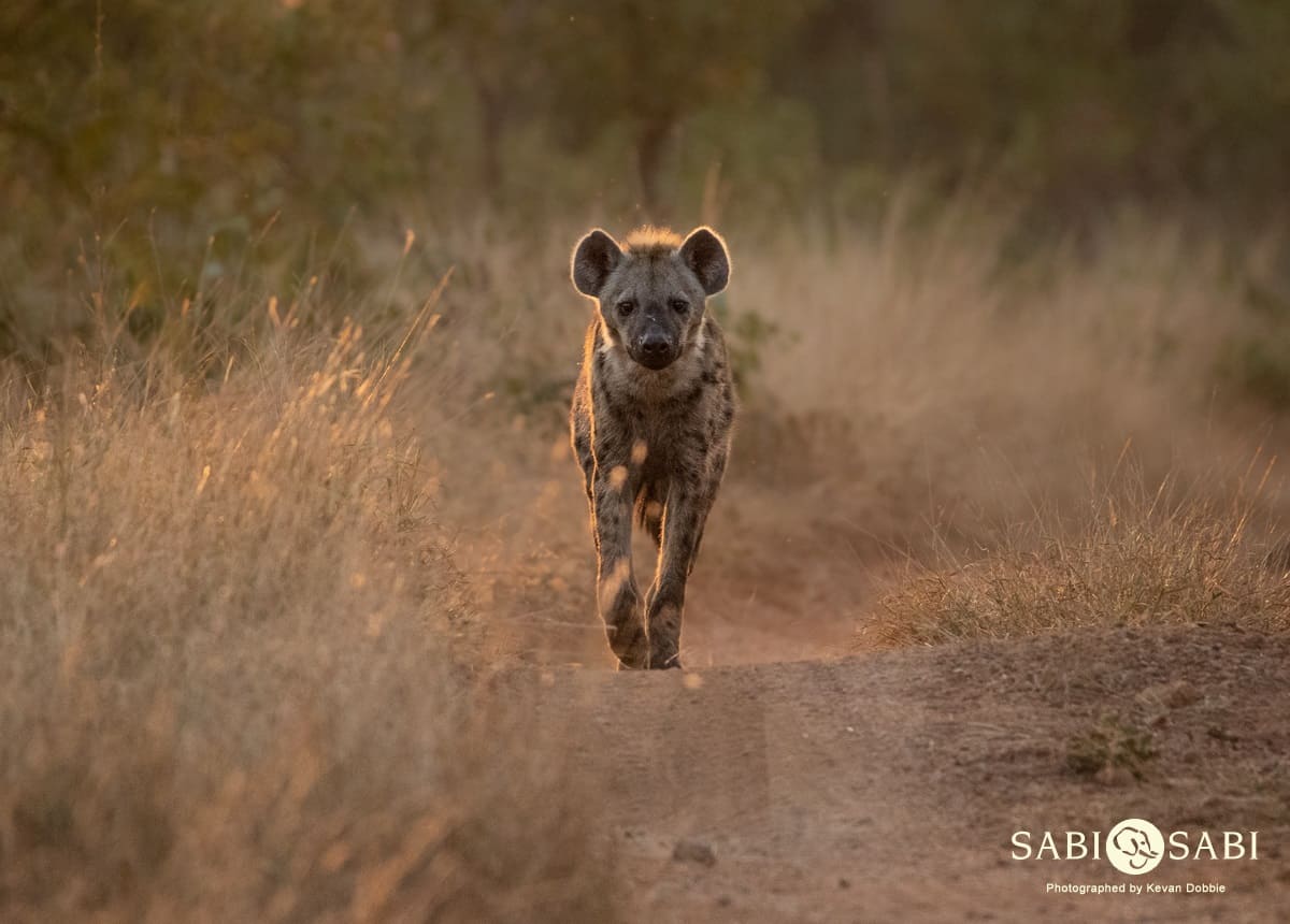 10Kevan Dobbie Spotted Hyena 220519 Final 10Kevan Dobbie Spotted Hyena 220519 Final