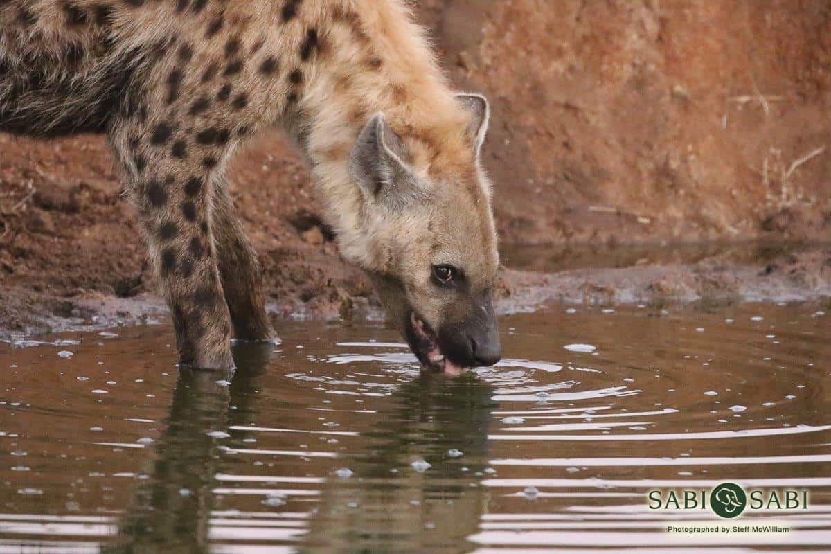11Steff McWilliam Spotted Hyena 12062019 4 Final