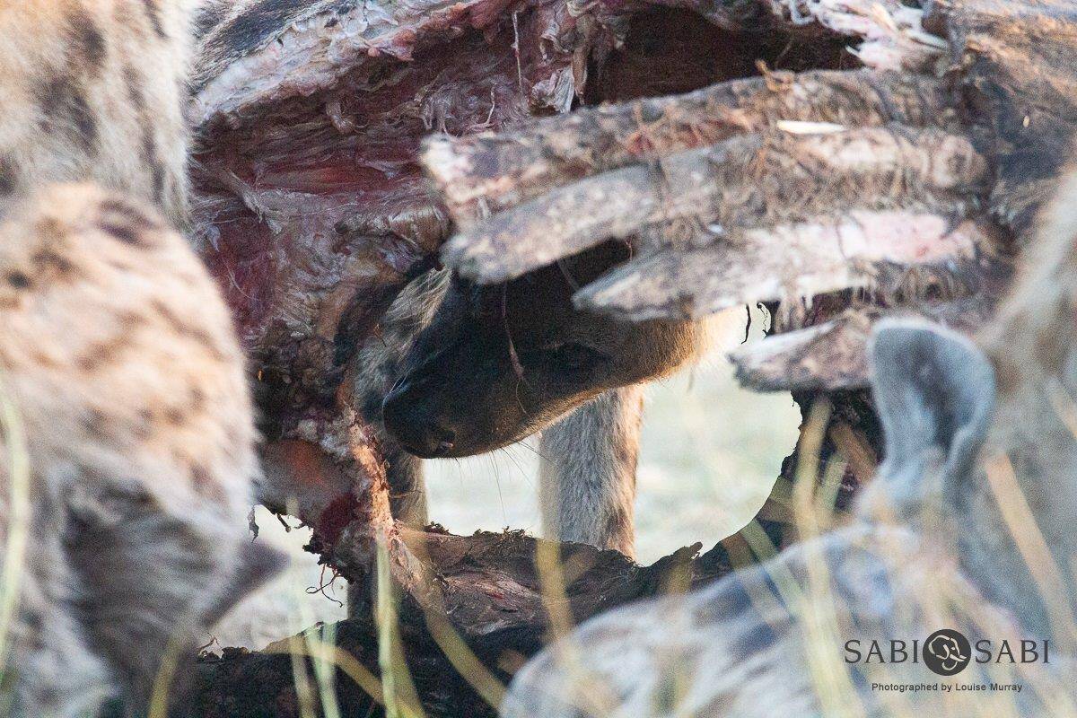 12Louise Murray Giraffe Kill 24062019 12 Final