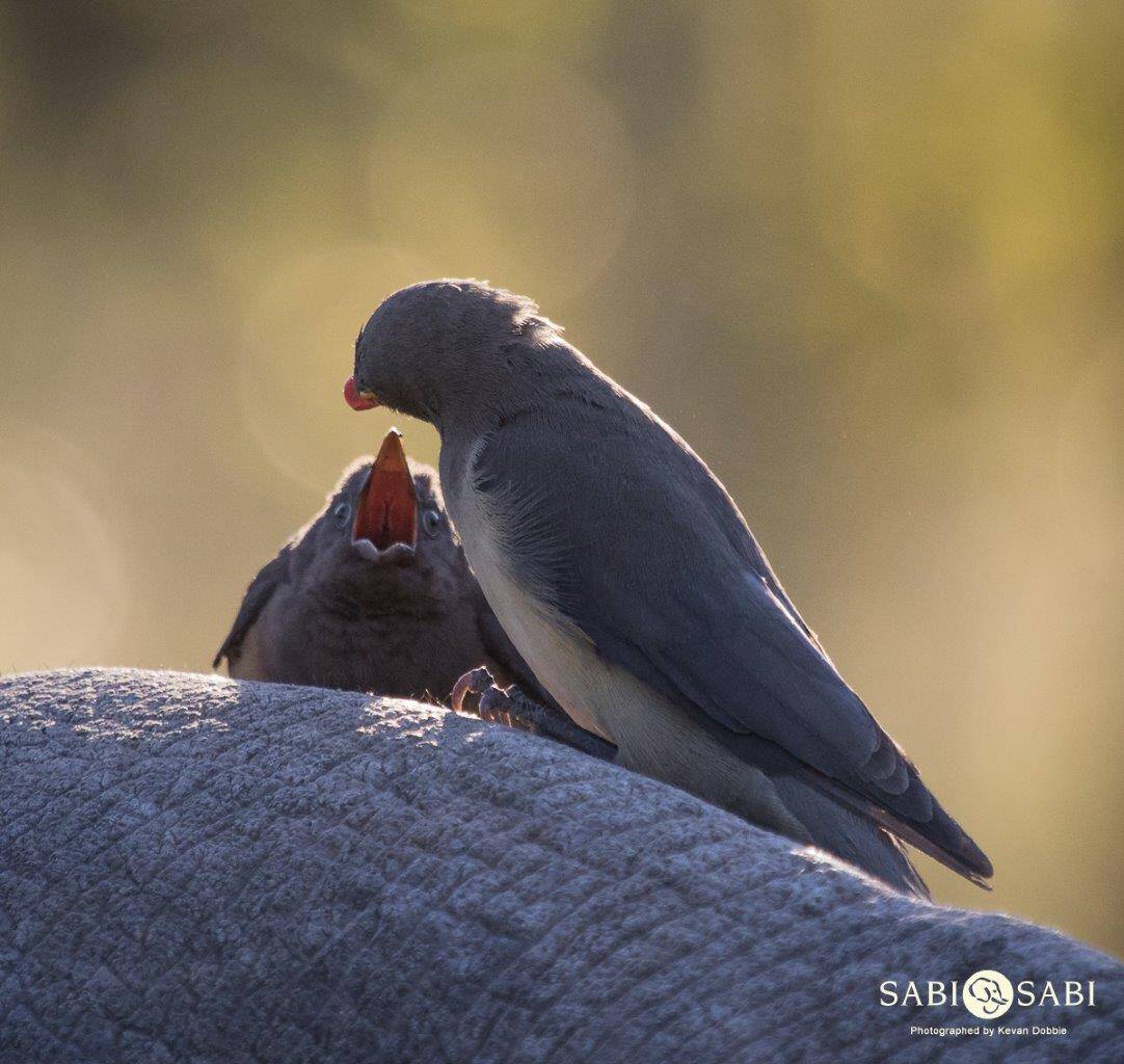 15Kevan Dobbie Red Billed Oxpecker 080518 Final 15Kevan Dobbie Red Billed Oxpecker 080518 Final