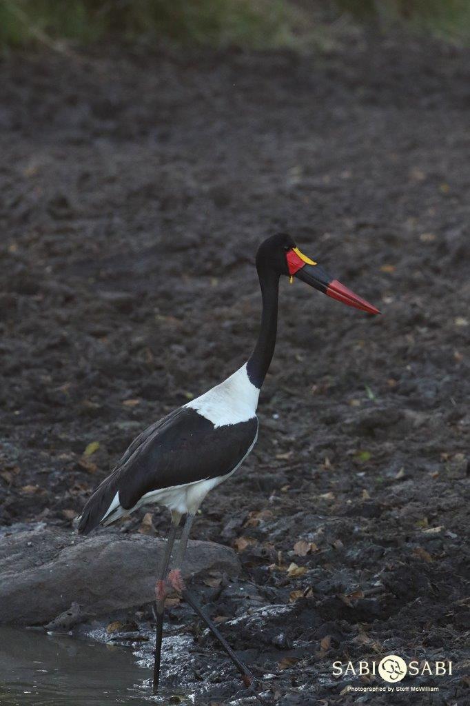 16Steff McWilliam Saddle Billed Stork 2 06 19 Final 16Steff McWilliam Saddle Billed Stork 2 06 19 Final
