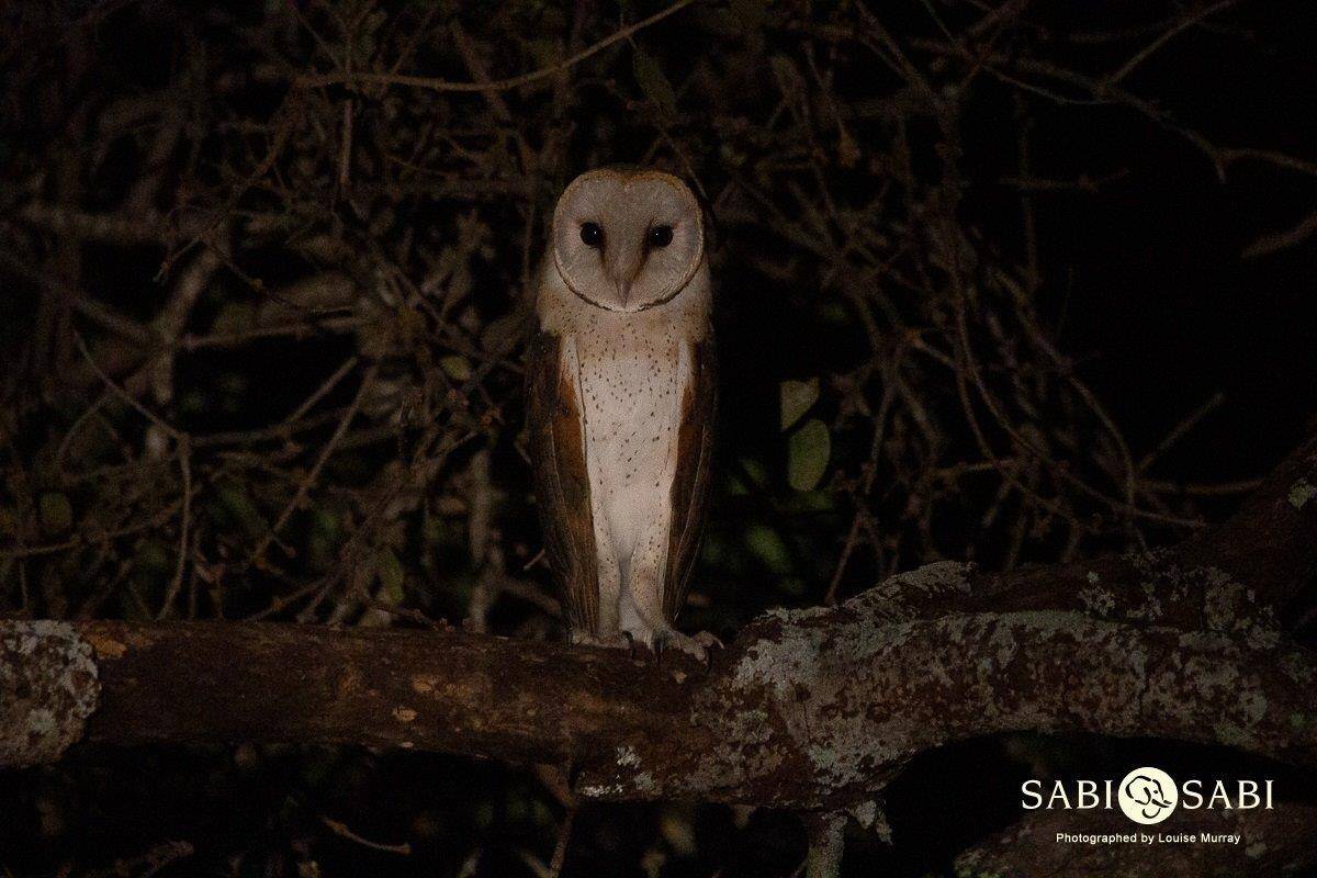 26Louise Murray Barn Owl 11062019 Final 26Louise Murray Barn Owl 11062019 Final