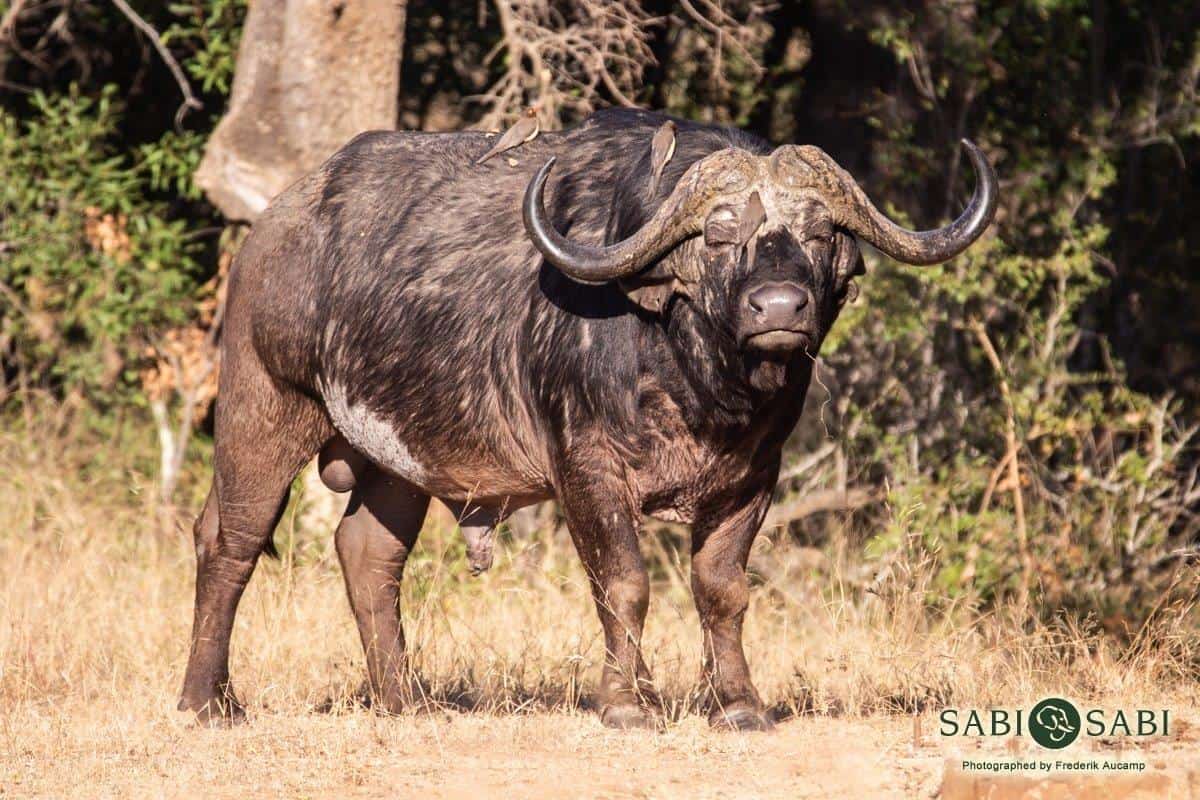 27Frederik Aucamp Cape Buffalo 13 06 2019 1 Final 27Frederik Aucamp Cape Buffalo 13 06 2019 1 Final