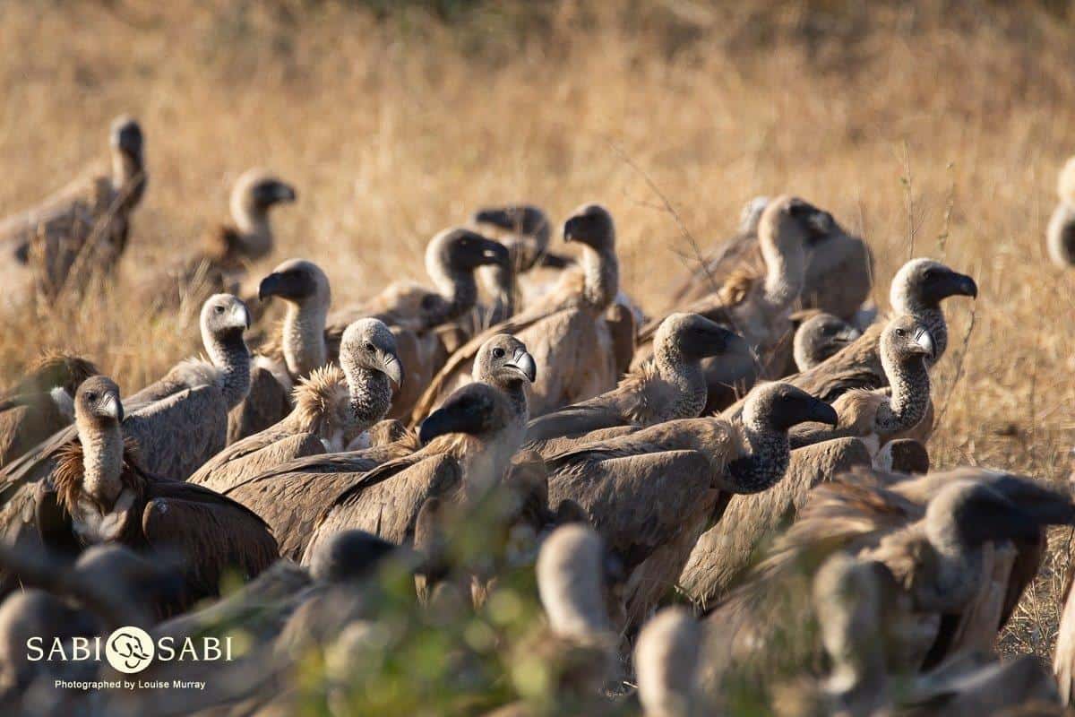 27Louise Murray Giraffe Kill 23062019 3 Final