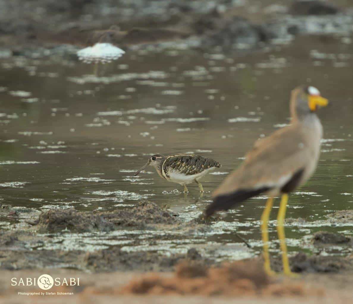 29Stefan Schoeman Greater Painted Snipe Final 29Stefan Schoeman Greater Painted Snipe Final