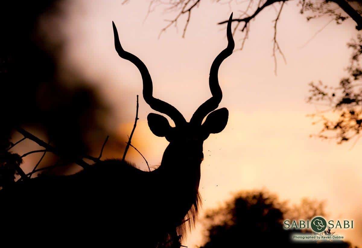 45Kevan Dobbie Kudu 170219 Final 45Kevan Dobbie Kudu 170219 Final