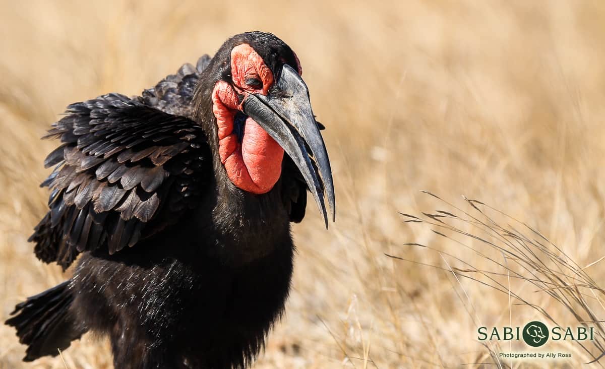 01Ally Ross Southern Gound Hornbill 01 Final 01Ally Ross Southern Gound Hornbill 01 Final