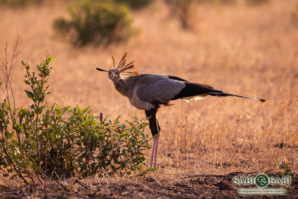 01Frederik Aucamp Secretary Bird 1 Final 01Frederik Aucamp Secretary Bird 1 Final