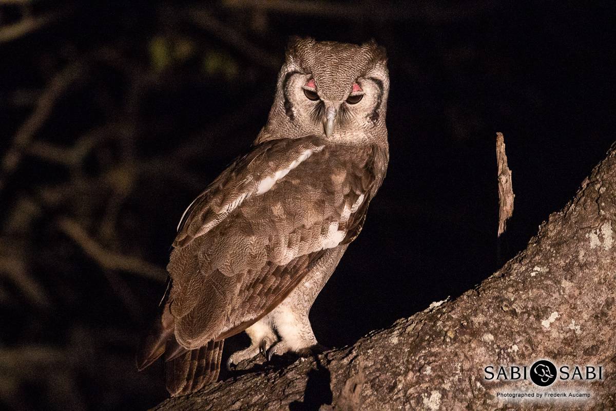 01Frederik Aucamp Verreaux Eagle Owl 07 07 2019 1 Final 01Frederik Aucamp Verreaux Eagle Owl 07 07 2019 1 Final