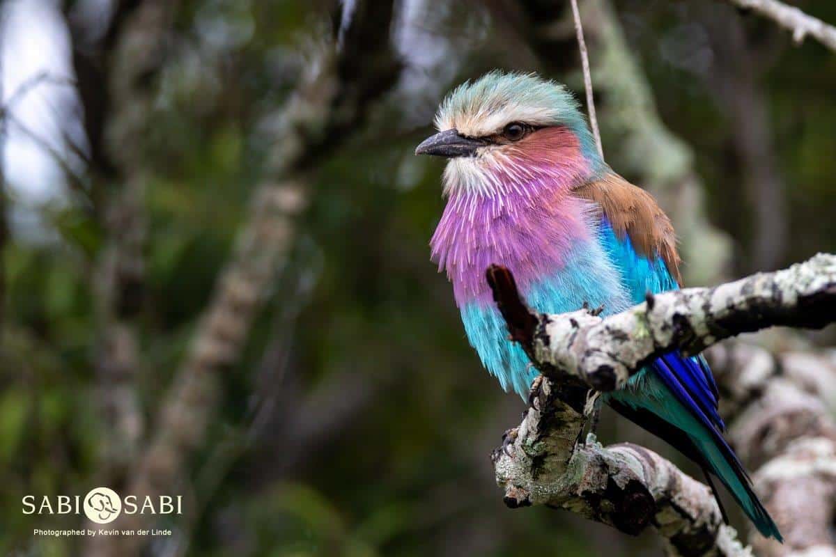 01Kevin Van Der Linde Lilac Breasted Roller 24022019 Final 01Kevin Van Der Linde Lilac Breasted Roller 24022019 Final