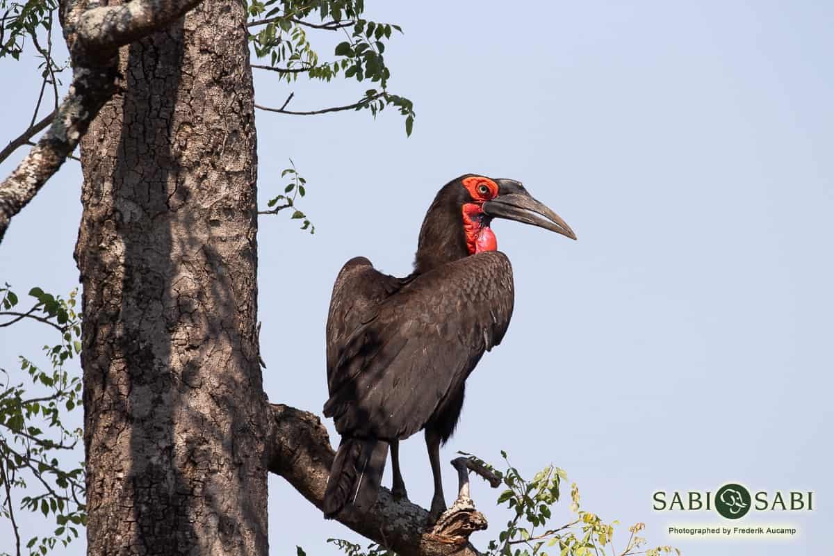 02Frederik Aucamp Southern Ground Hornbill 20 12 18 Final 02Frederik Aucamp Southern Ground Hornbill 20 12 18 Final