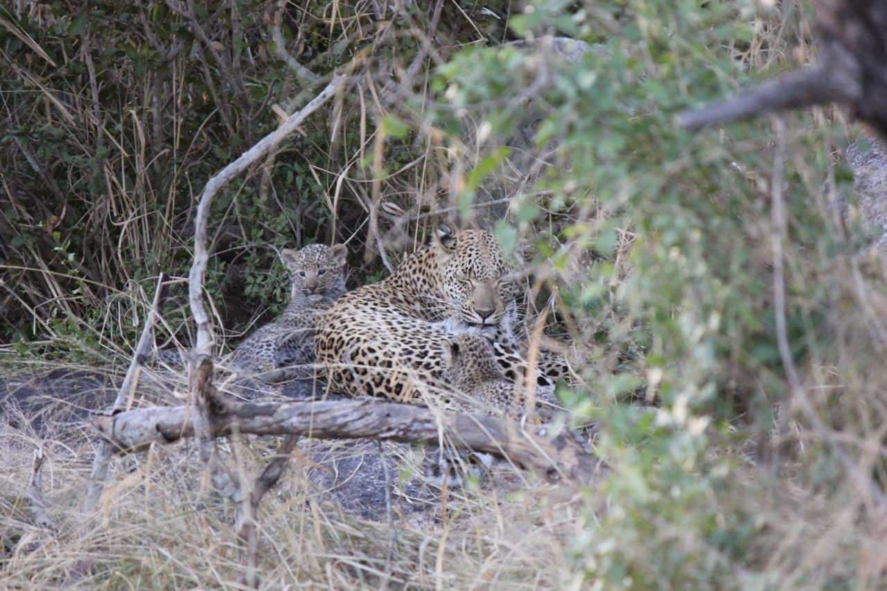 03Brent Lefaive Guest Kigelia Cubs 26062019