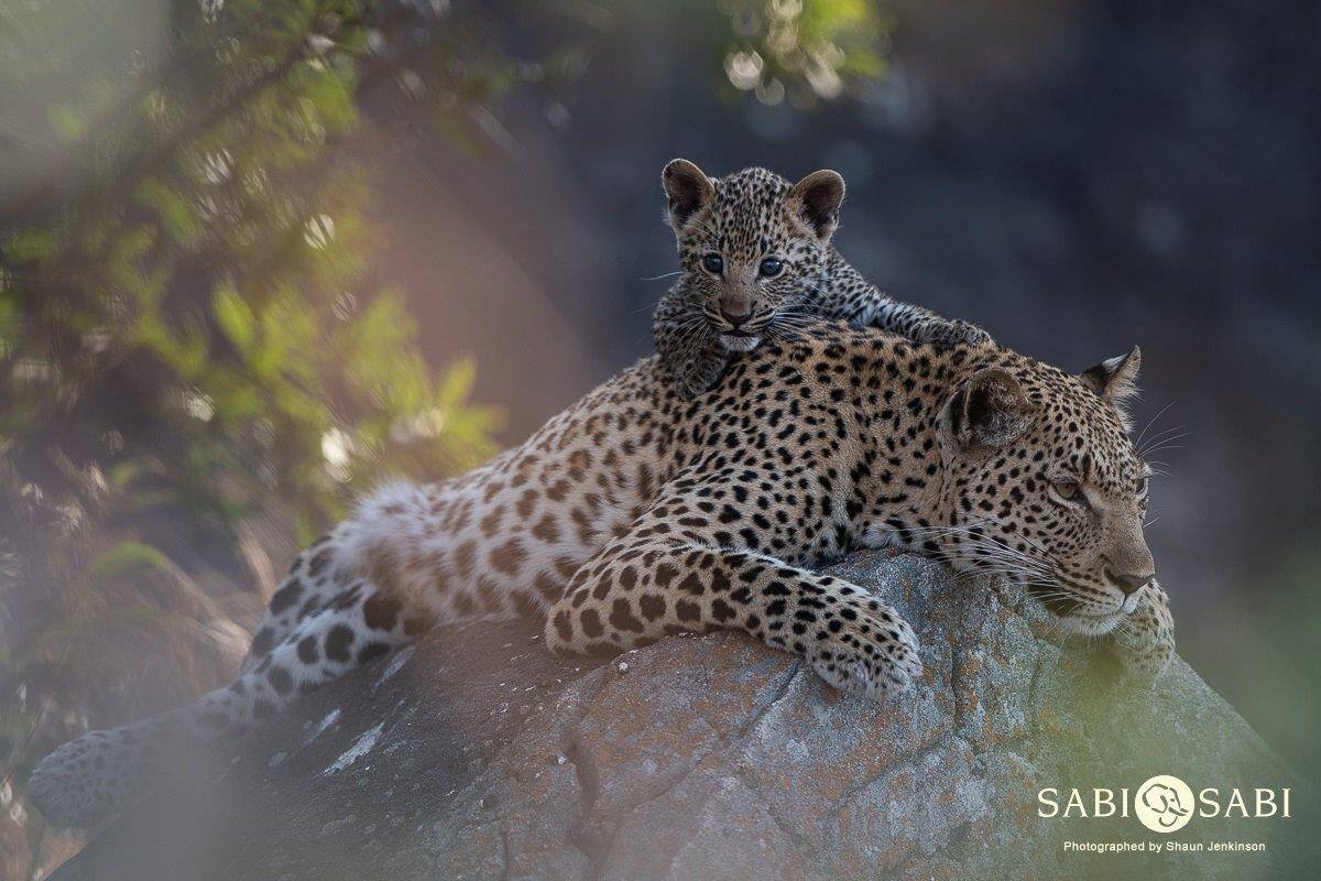 03ShaunJenkinson Kigelia 25 07 19 4 Final 03ShaunJenkinson Kigelia 25 07 19 4 Final