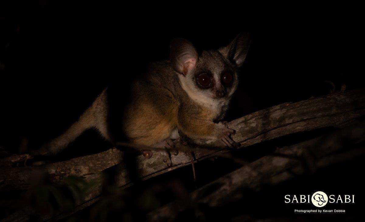 05Kevan Dobbie BushBaby 2 Final 05Kevan Dobbie BushBaby 2 Final
