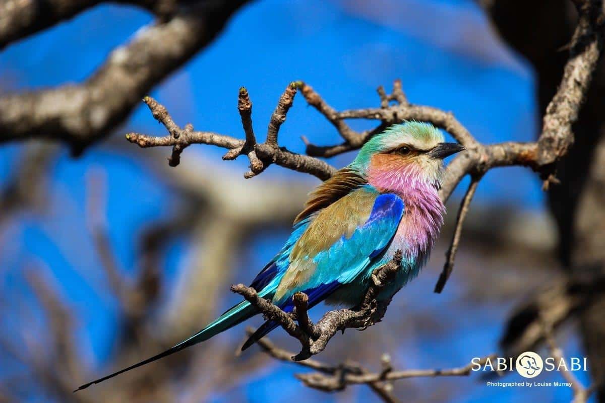 06Louise Murray 30082018 Lilac Breasted Roller  Final