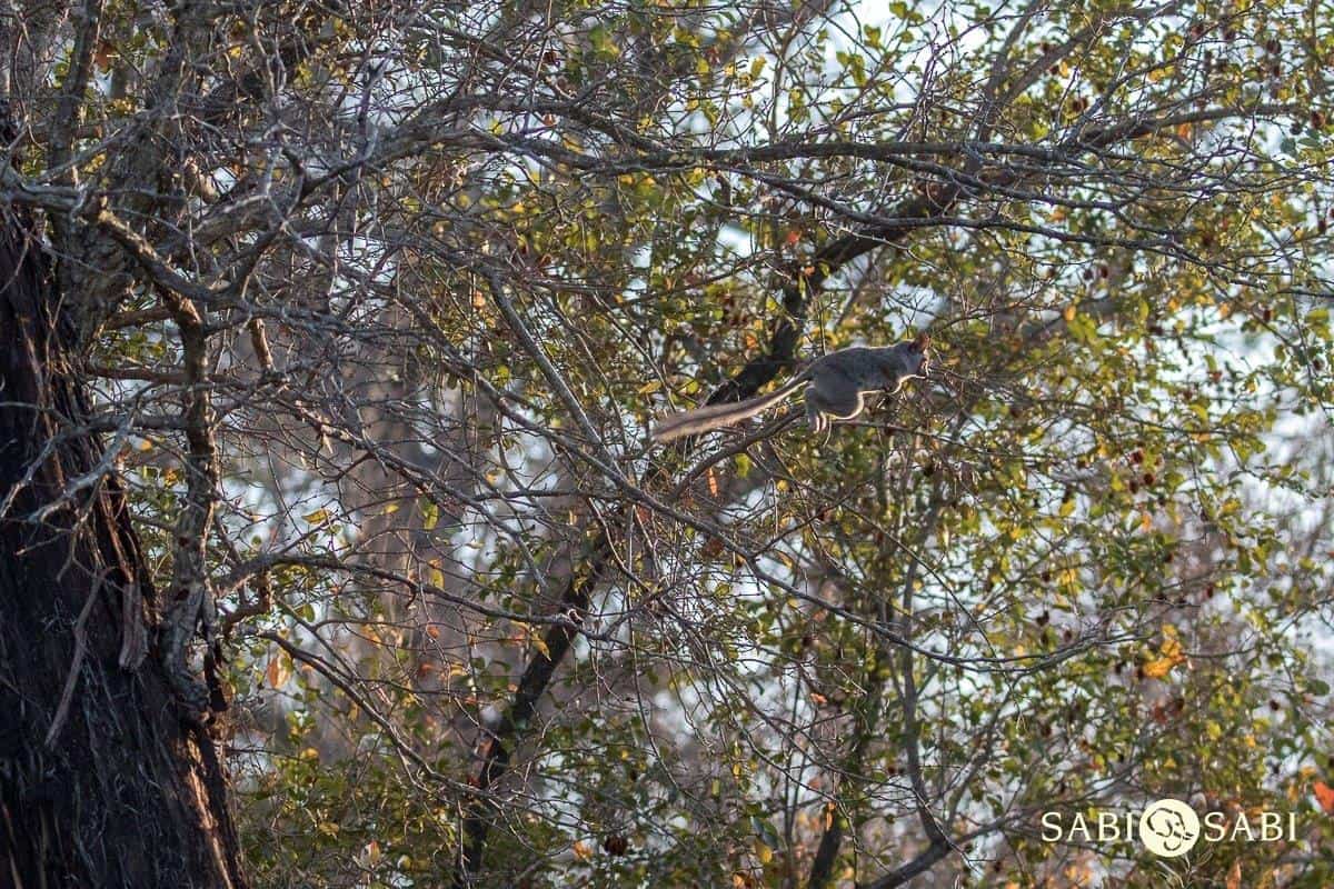 Lesser Bushbaby Sabi Sabi