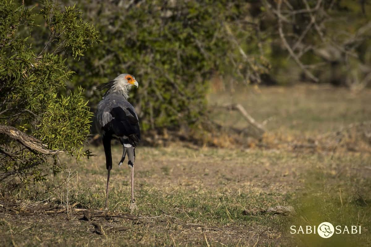 11Kyle Lonely Secetary Bird Final