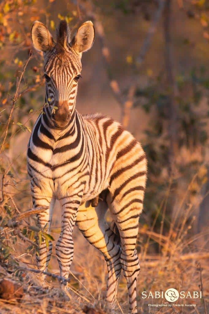 18Frederik Aucamp Plains Zebra 05 07 2019 Final 18Frederik Aucamp Plains Zebra 05 07 2019 Final
