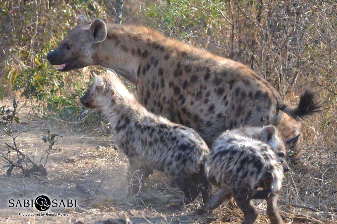 18Ronald Mutero Hyena 16072019 4 Final