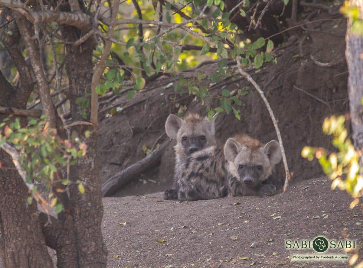 20Frederik Aucamp Spotted Hyena Cubs 05 07 2019 3 Final