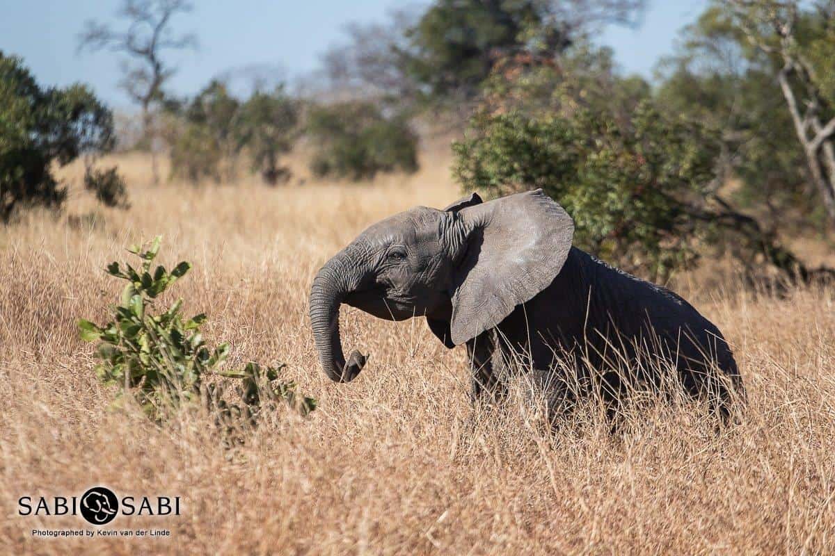 24Kevin Van Der Linde Elephant 07072019 Final 24Kevin Van Der Linde Elephant 07072019 Final