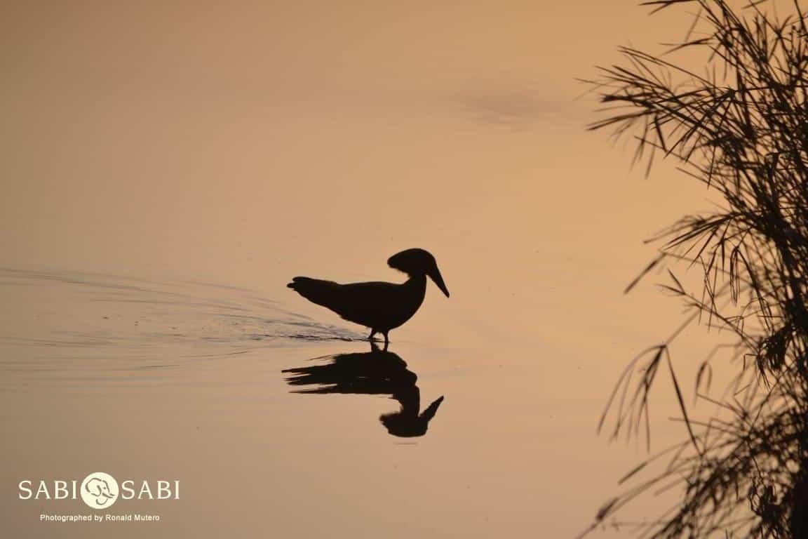 37Ronald Mutero Hamerkop Sunset Final 37Ronald Mutero Hamerkop Sunset Final