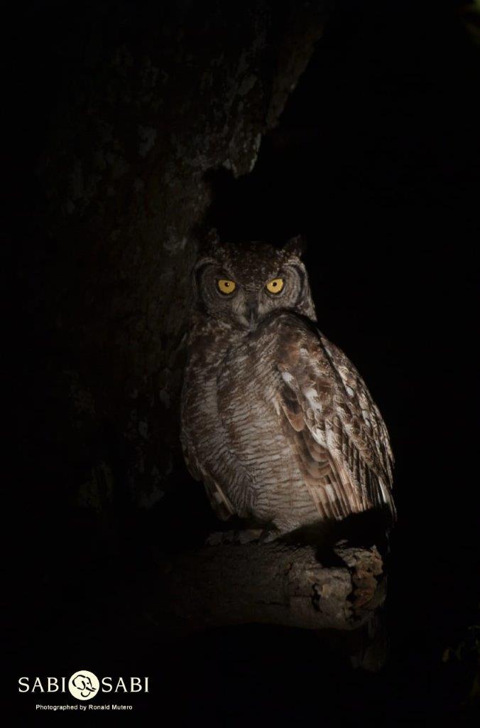 48Ronald Mutero Spotted Eagle Owl Final 48Ronald Mutero Spotted Eagle Owl Final