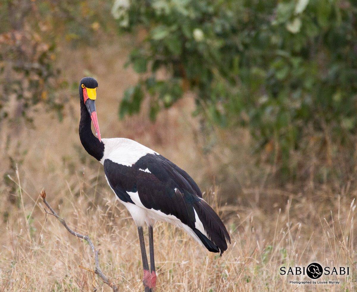 54Louise Murray Saddle Billed Stork 26052019 Final 54Louise Murray Saddle Billed Stork 26052019 Final