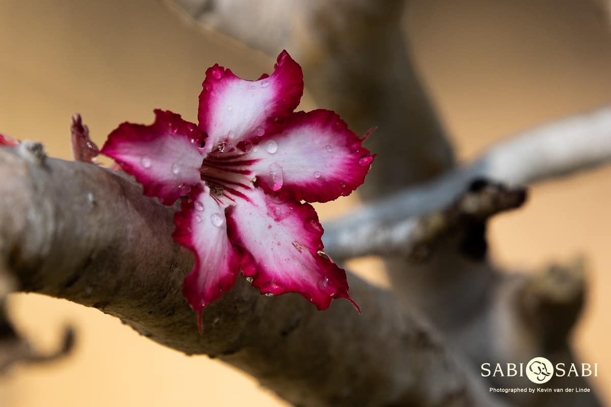 Impala lily deals