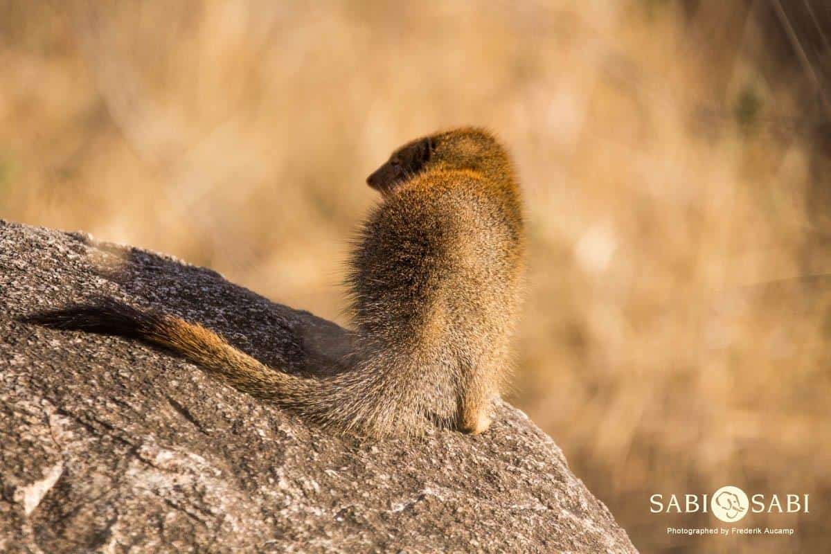 slender mongoose slender mongoose