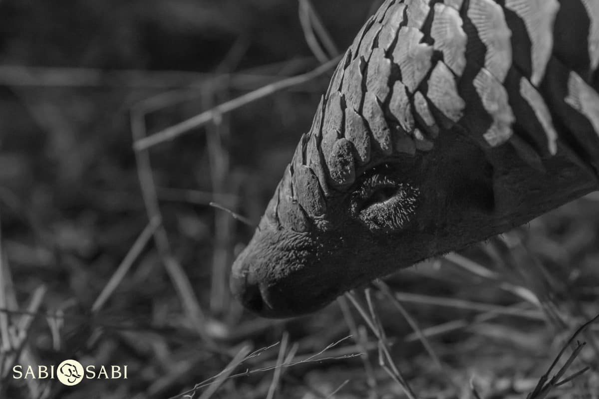 04Kyle 23 July Pangolin 26 Final 04Kyle 23 July Pangolin 26 Final