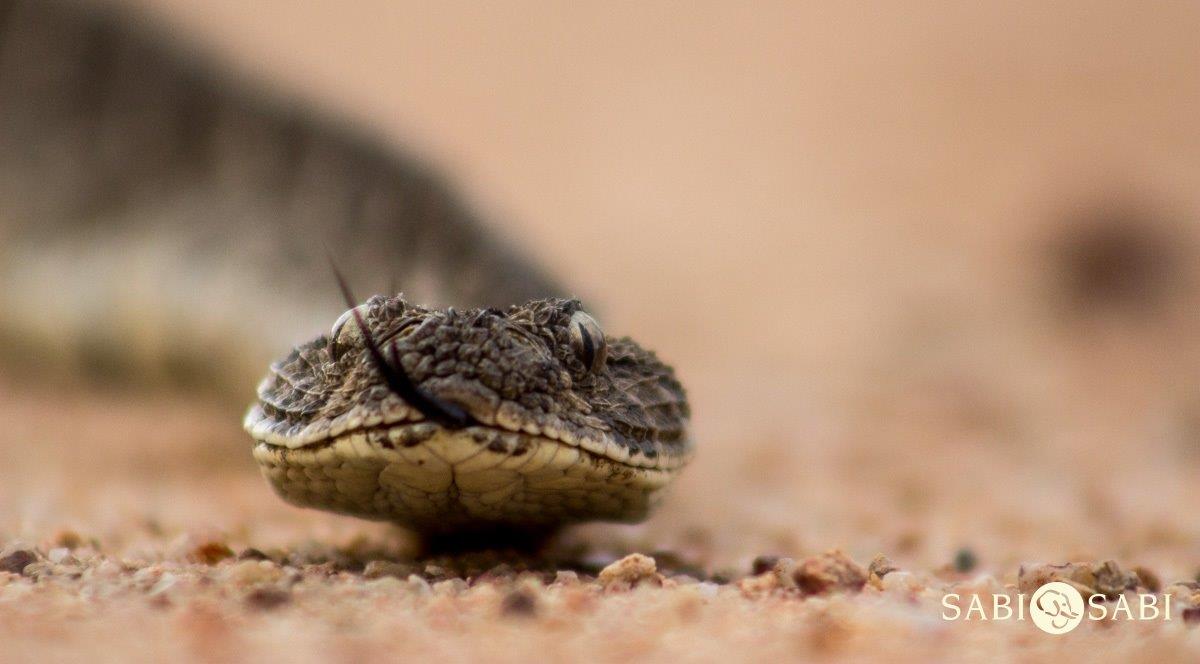 04Tayla McCurdy Puff Adder 9 May 16 2 Of 2 Final 04Tayla McCurdy Puff Adder 9 May 16 2 Of 2 Final