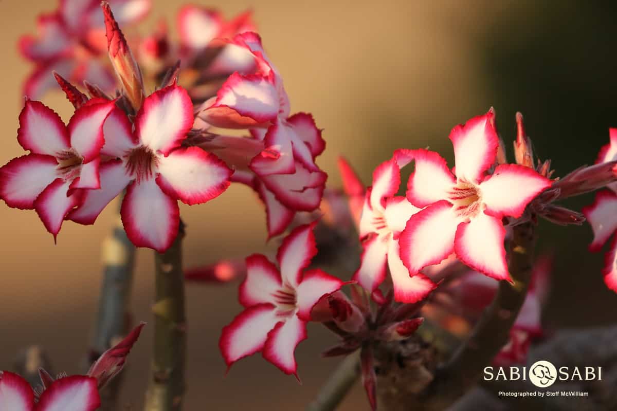 05Steff McWilliam Impala Lily 28072019 Final