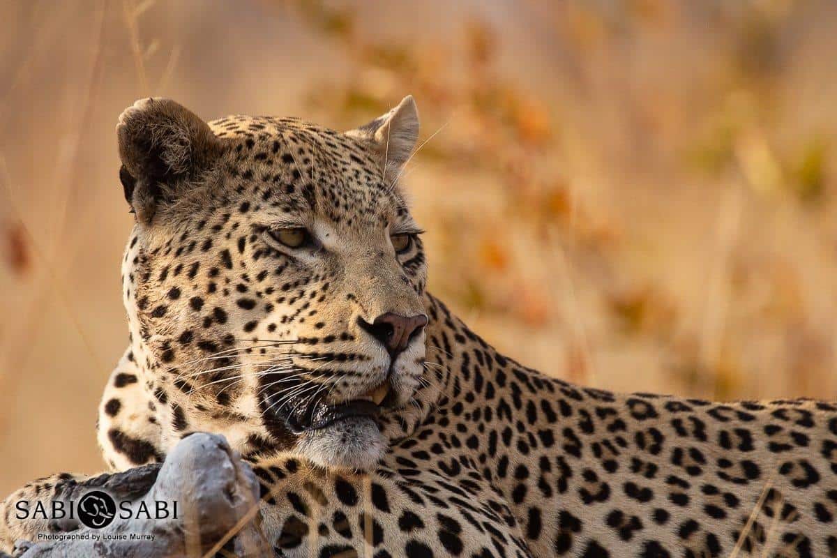 13Louise Murray WD 02082019 2 Final 13Louise Murray WD 02082019 2 Final