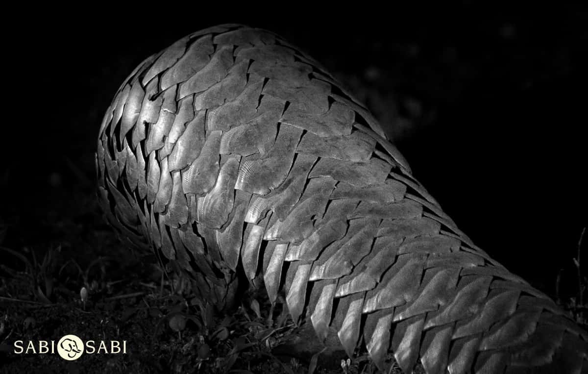 Pangolin | Sabi Sabi Private Game Reserve Blog