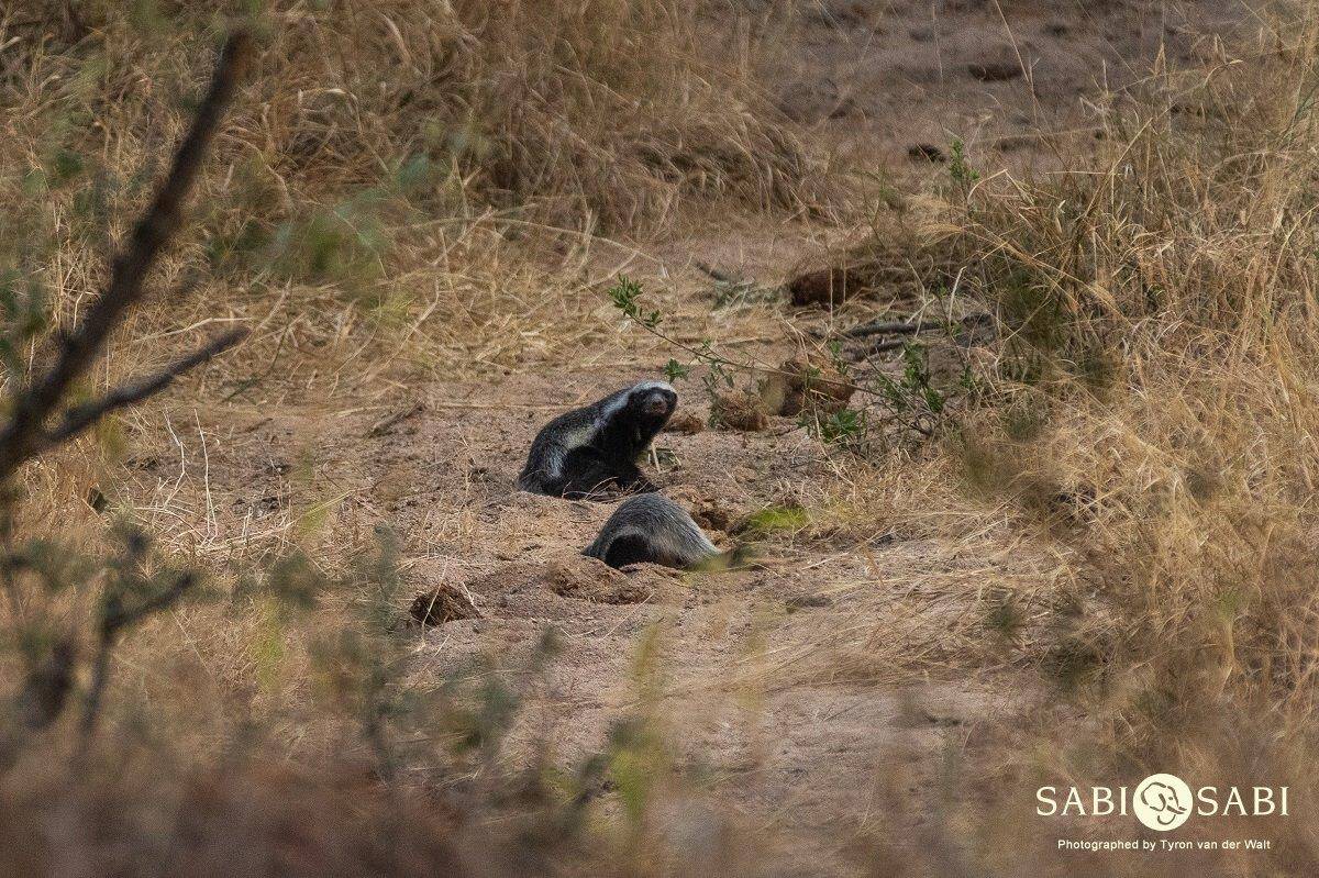 26Tyron Van Der Walt Honey Badger 06082019 3 Final 26Tyron Van Der Walt Honey Badger 06082019 3 Final