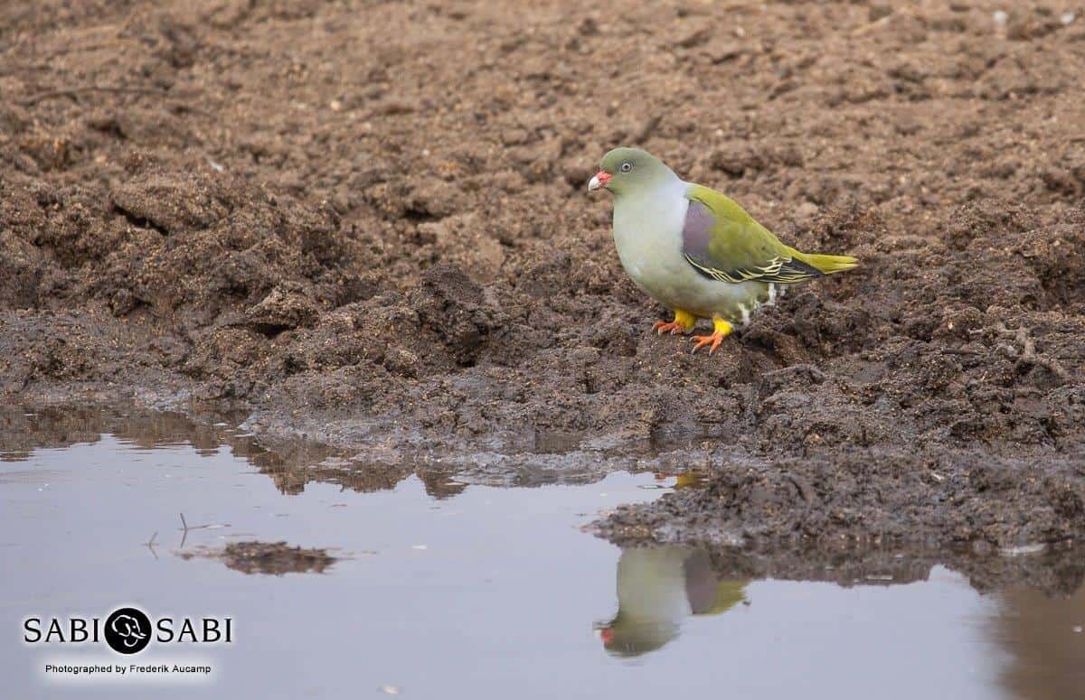 28Frederik Aucamp African Green Pigeon 07 07 2019 Final 28Frederik Aucamp African Green Pigeon 07 07 2019 Final