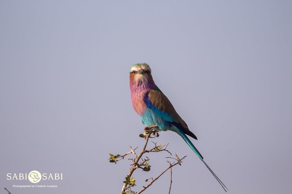 31Frederik Aucamp Lilac Breasted Roller 04 08 2019 Final 31Frederik Aucamp Lilac Breasted Roller 04 08 2019 Final
