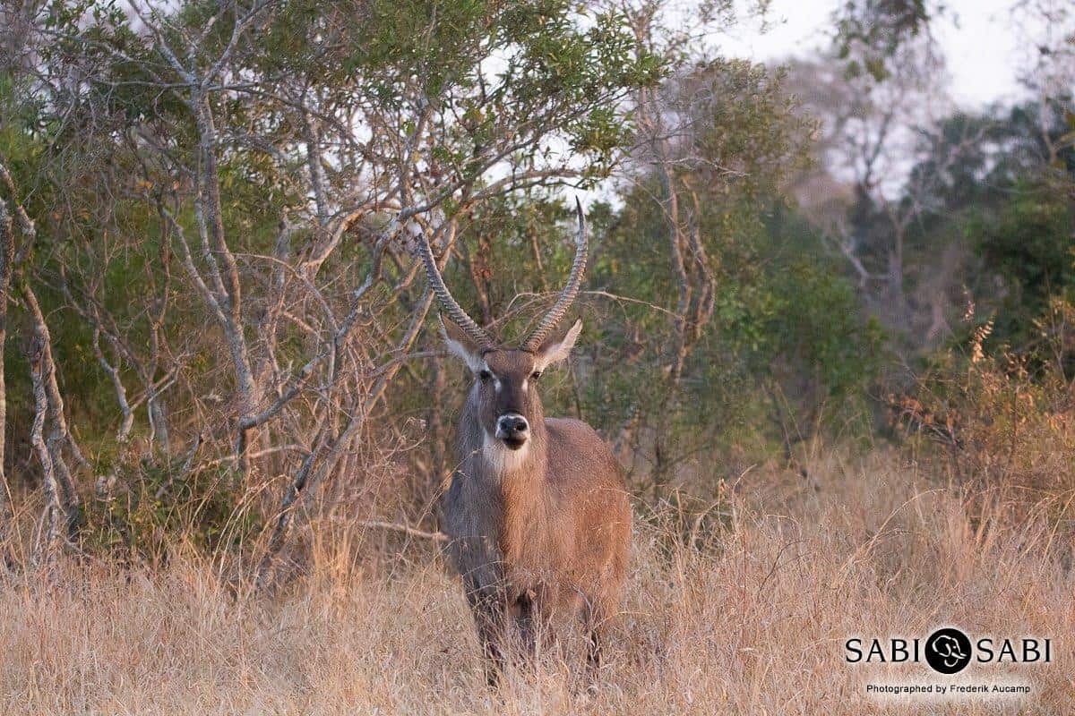 32Frederik Aucamp Waterbuck 02 08 2019 Final 32Frederik Aucamp Waterbuck 02 08 2019 Final