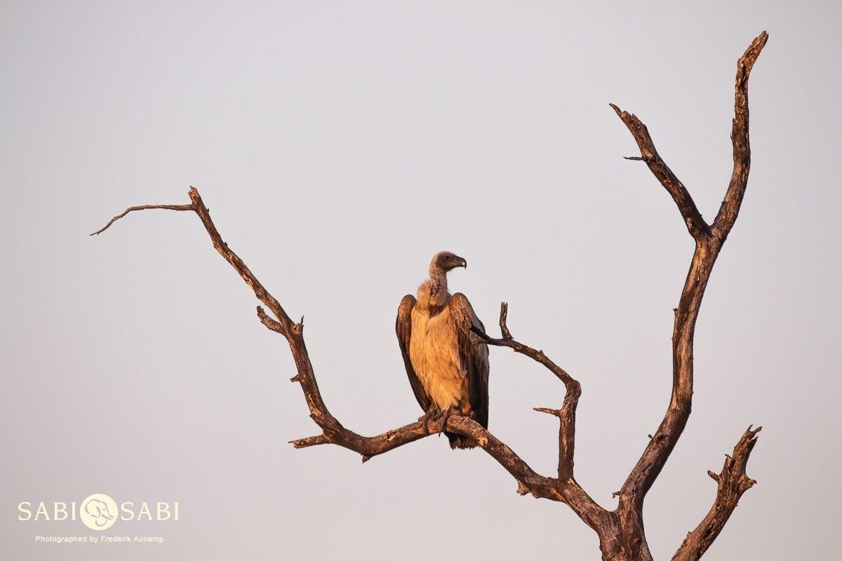 32Frederik Aucamp White Backed Vulture 04 08 2019 Final 32Frederik Aucamp White Backed Vulture 04 08 2019 Final